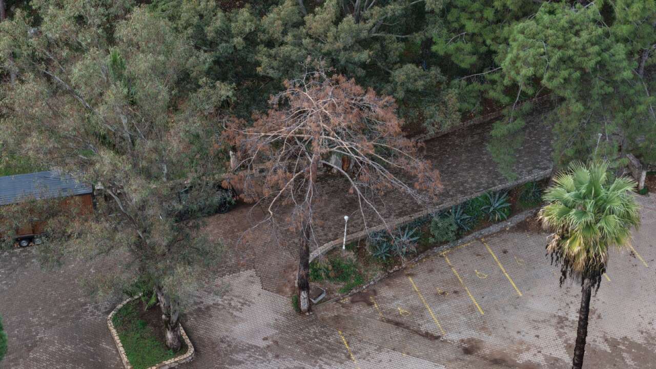 Akyaka Orman Kampı’nda 41 Ağaç Kesilecek: Orman Bölge Müdürlüğü’nden Açıklama 4